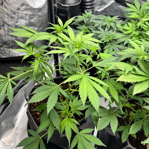 Banana Punch Auto growlog timeline photo