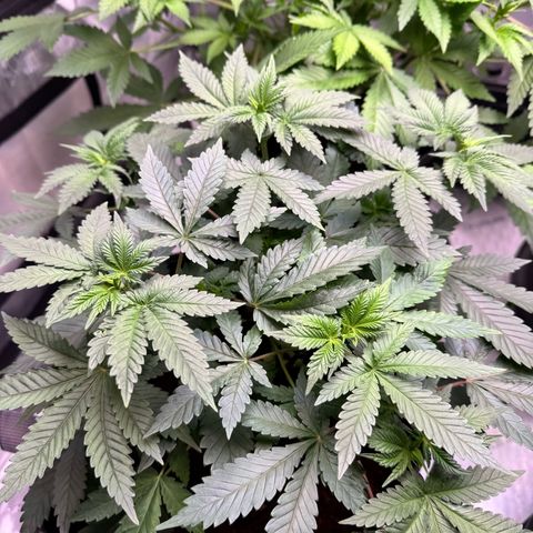 White Widow XXL growlog timeline photo