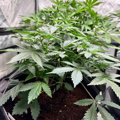 White Widow XXL growlog timeline photo