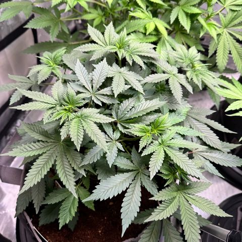 White Widow XXL growlog timeline photo