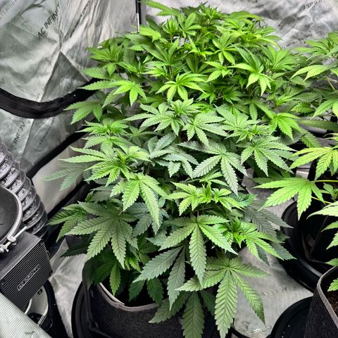 White Widow XXL growlog timeline photo