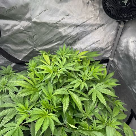 Strawberry Banana  growlog timeline photo