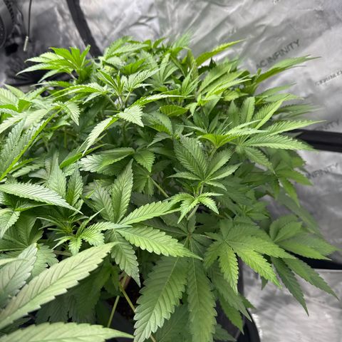Strawberry Banana  growlog timeline photo