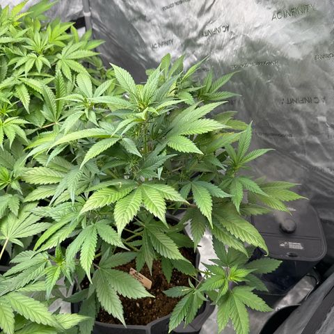 Purple Punch Auto growlog timeline photo