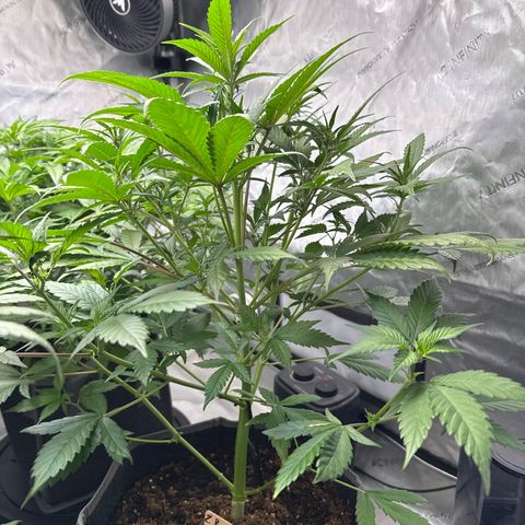 Purple Punch Auto growlog timeline photo