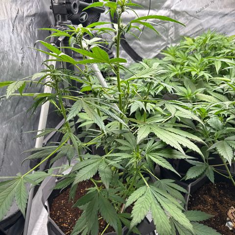 Banana Punch Auto growlog timeline photo
