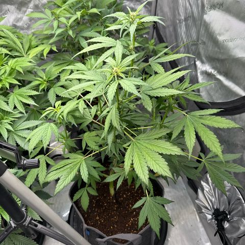 Banana Punch Auto growlog timeline photo