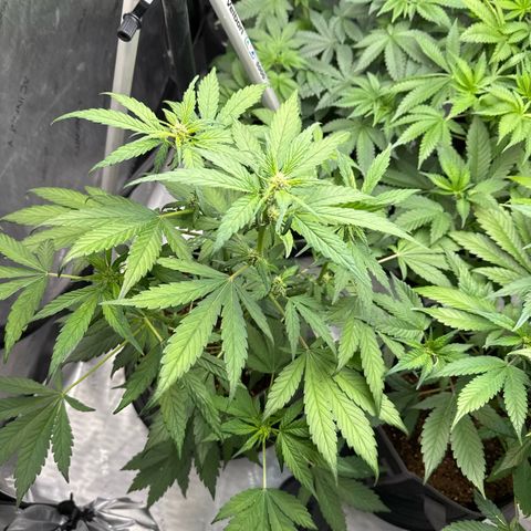 Banana Punch Auto growlog timeline photo