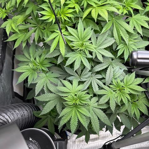 White Widow XXL growlog timeline photo