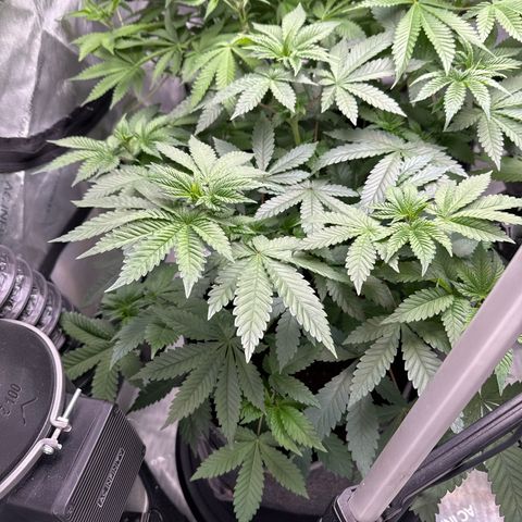 White Widow XXL growlog timeline photo