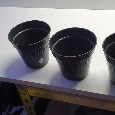 Highness  #2 growlog photo: Eintopfen+angießen in 0,6 liter Töpfe