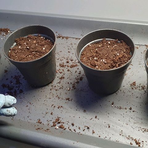 Highness  #2 growlog photo: Eintopfen+angießen in 0,6 liter Töpfe