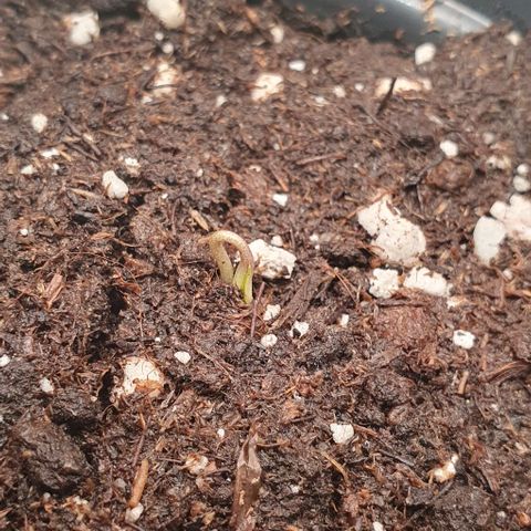 Highness  #2 growlog photo: Ersten Köpfe zu sehen😊