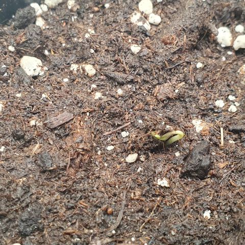 Highness  #2 growlog photo: Ersten Köpfe zu sehen😊