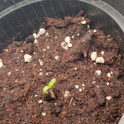 Highness  #2 growlog timeline photo