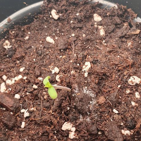 Highness  #2 growlog timeline photo