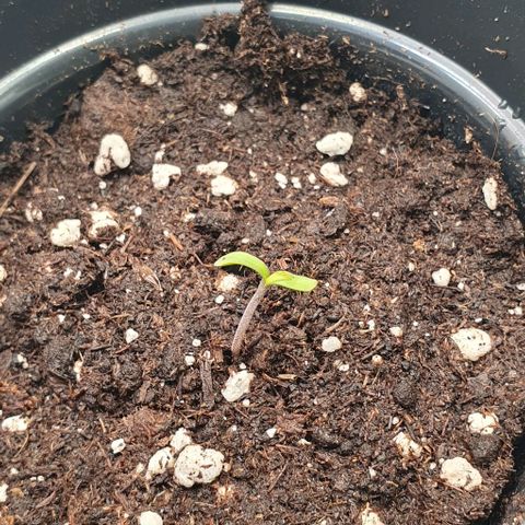 Highness  #2 growlog timeline photo
