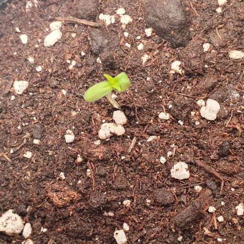 Highness  #2 growlog timeline photo