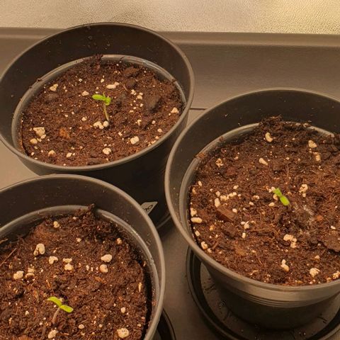 Highness  #2 growlog photo: Alle schauen hoch
