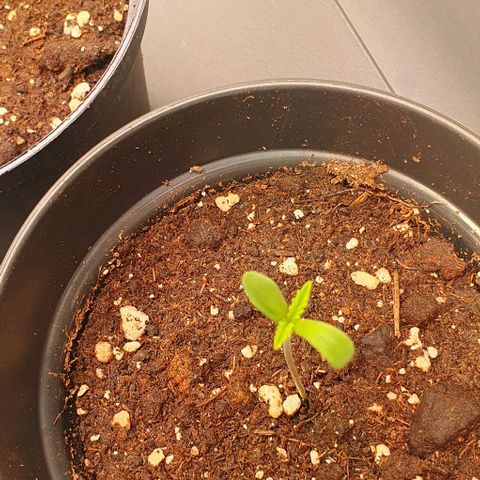 Highness  #2 growlog photo: Starkes spargel daher LED deutlich dichter (30cm)