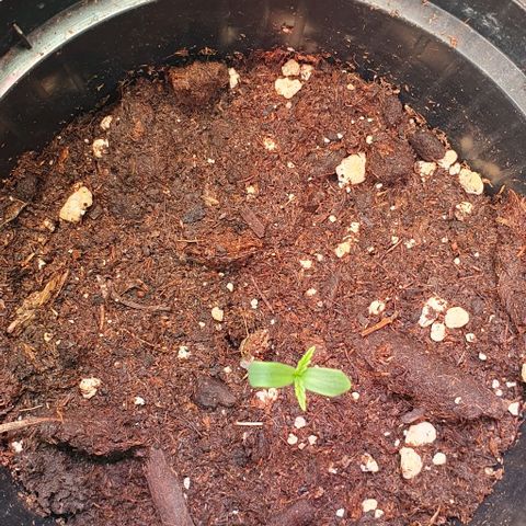 Highness  #2 growlog photo: Starkes spargel daher LED deutlich dichter (30cm)