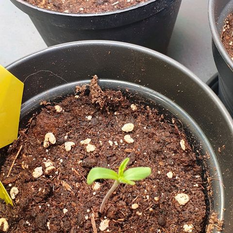 Highness  #2 growlog photo: Starkes spargel daher LED deutlich dichter (30cm)