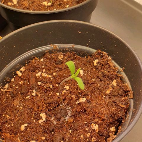 Highness  #2 growlog photo: Starkes spargel daher LED deutlich dichter (30cm)