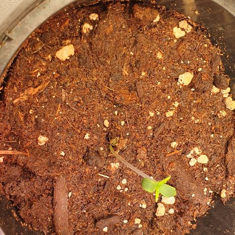 Highness  #2 growlog photo: Starkes spargel daher LED deutlich dichter (30cm)