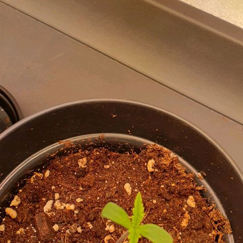 Highness  #2 growlog timeline photo