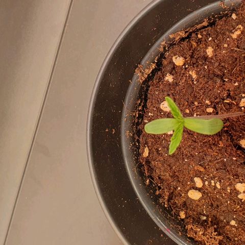 Highness  #2 growlog timeline photo
