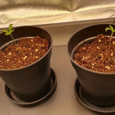 Highness  #2 growlog timeline photo