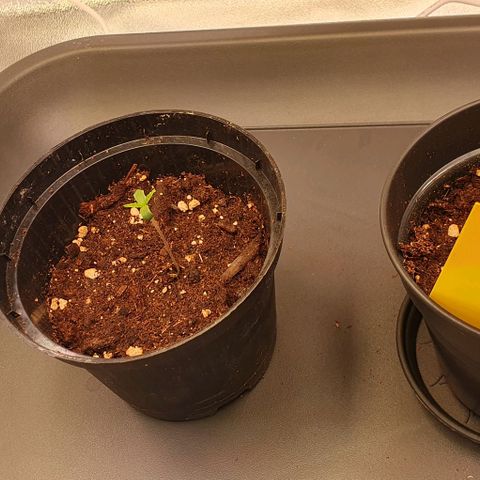 Highness  #2 growlog timeline photo