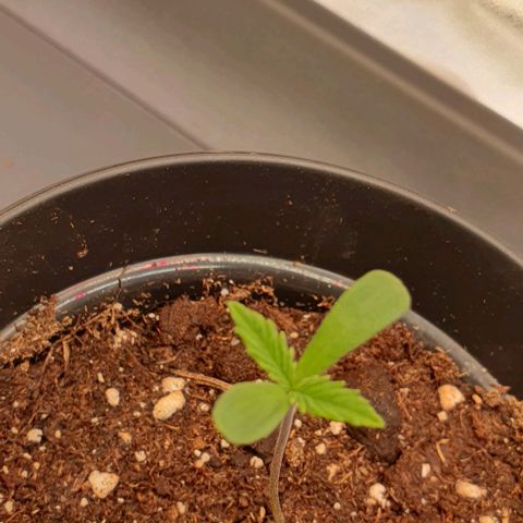 Highness  #2 growlog timeline photo