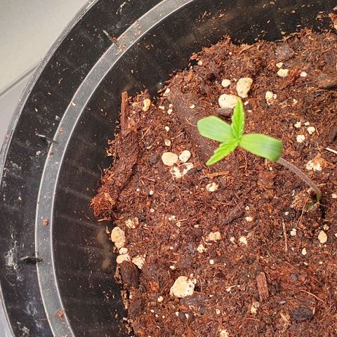 Highness  #2 growlog timeline photo