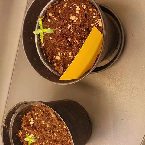 Highness  #2 growlog timeline photo