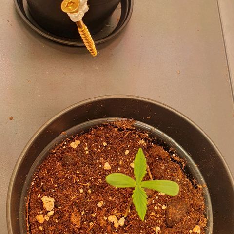 Highness  #2 growlog timeline photo