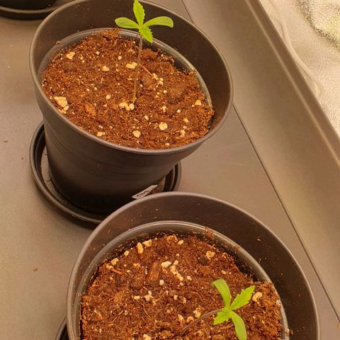 Highness  #2 growlog timeline photo