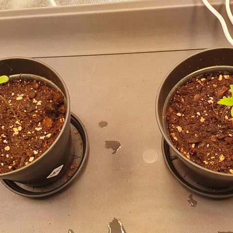 Highness  #2 growlog timeline photo