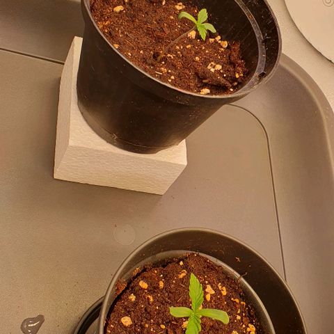 Highness  #2 growlog timeline photo
