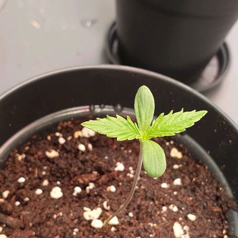 Highness  #2 growlog timeline photo