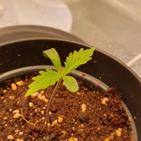 Highness  #2 growlog timeline photo