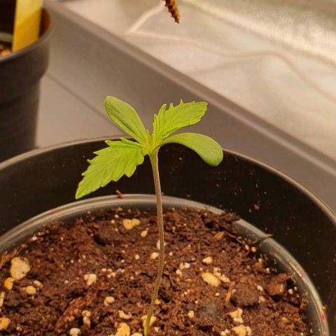 Highness  #2 growlog timeline photo