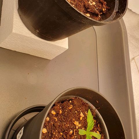 Highness  #2 growlog timeline photo