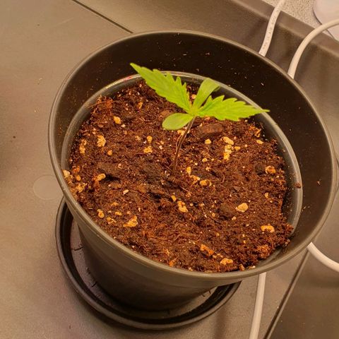 Highness  #2 growlog photo: Allen geht's gut👍 