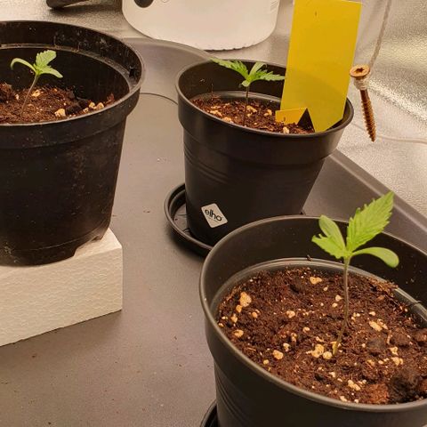 Highness  #2 growlog photo: Allen geht's gut👍 