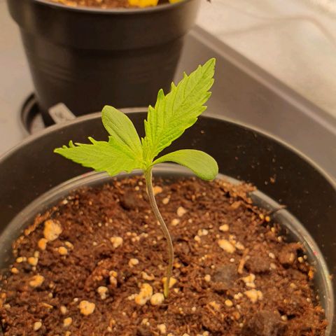 Highness  #1 growlog timeline photo