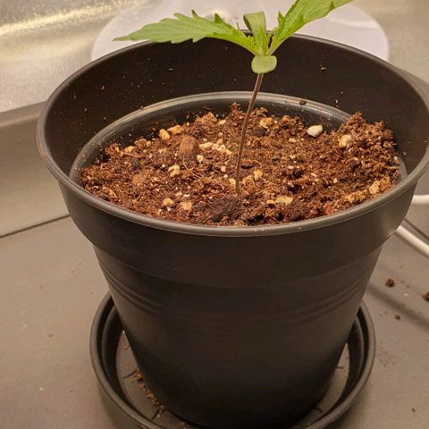 Highness  #2 growlog timeline photo