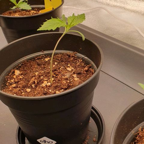 Highness  #2 growlog timeline photo