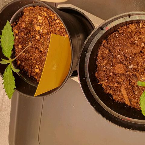 Highness  #2 growlog photo: Kleiner Fehler mit Folgen.