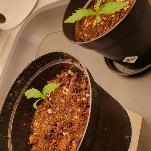 Highness  #2 growlog photo: Kleiner Fehler mit Folgen.
